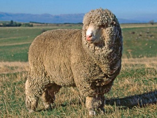 Tasmanian Superfine Merino Fleece, Australian Wool