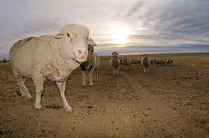 Targhee Sheep