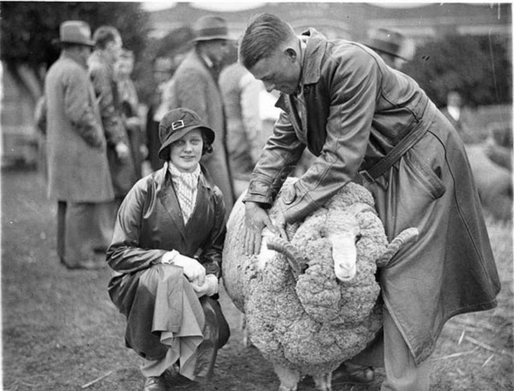 Merino Sheep