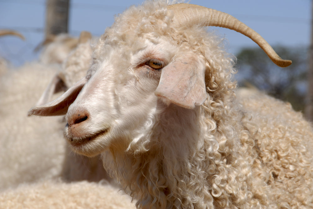 Angora Goats - Mohair