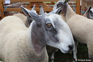 Bluefaced Leicester (BFL) Sheep