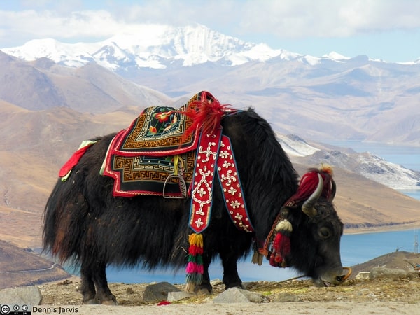 Yak