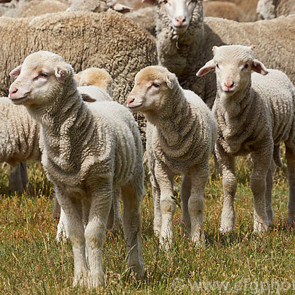 Ménage à Trois